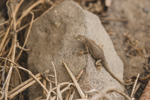 lizard on a stone