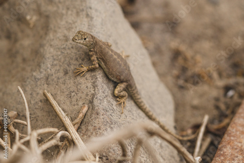 lizard on a rock