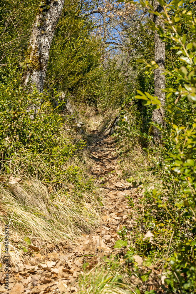 Mountain trails covered in greenery Mountain trails covered in greenery