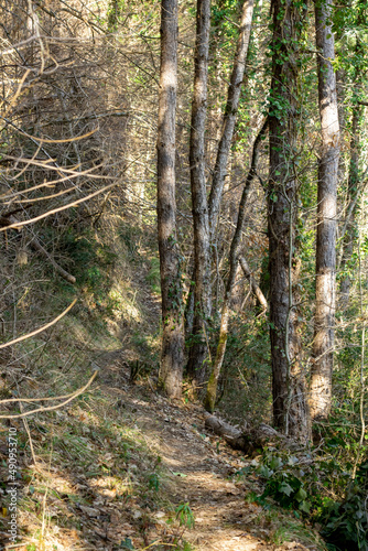 Mountain trails covered in greenery 