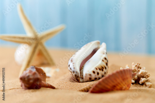 sea shells on the sand