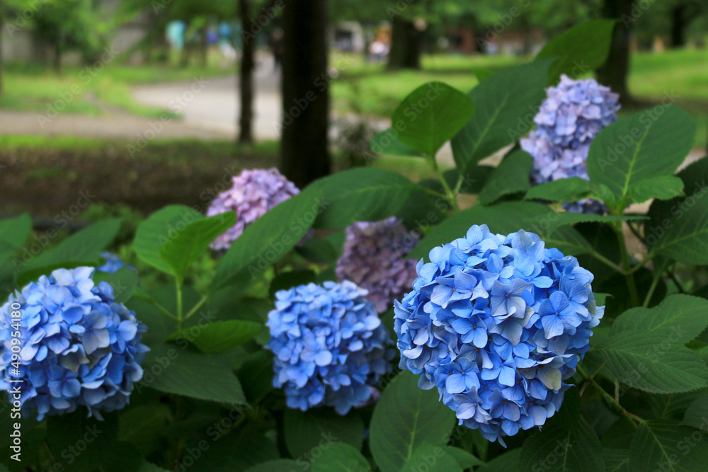 Hydrangea flowers blooming in a corner of the park