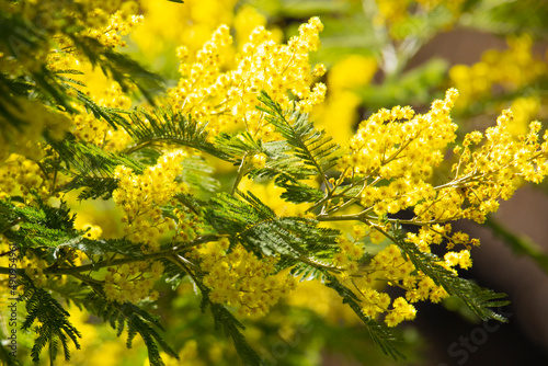 branch blooming mimosa on a blurred background