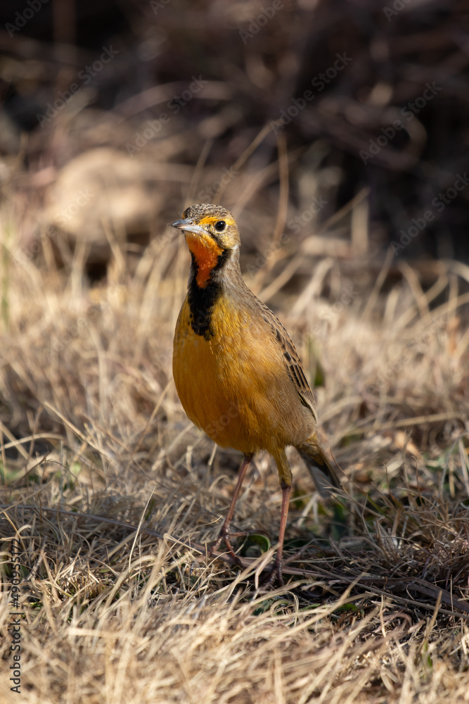 Obraz premium Cape Longclaw, Addo Elephant National Park