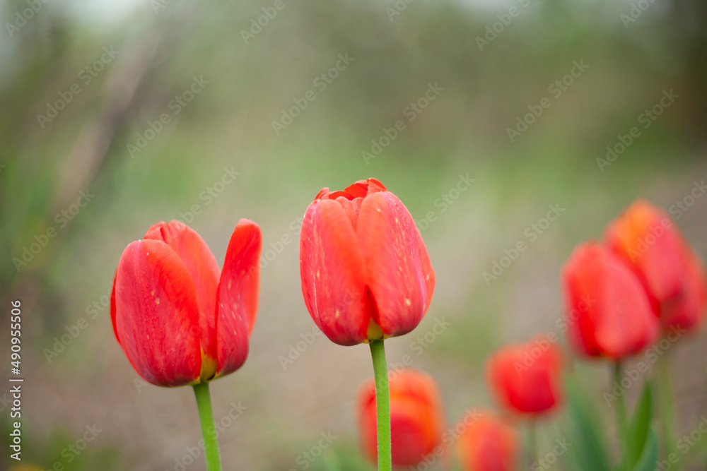 Fototapeta premium Red flower in garden. Flowers in summer. Tulips are red.