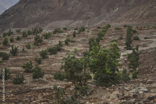 vineyard in region