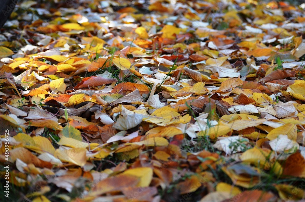 a meadow full of fallen autumn leaves