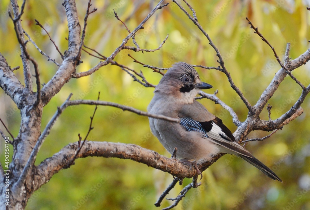 colorful bird on tree branches colorful bird on tree branches