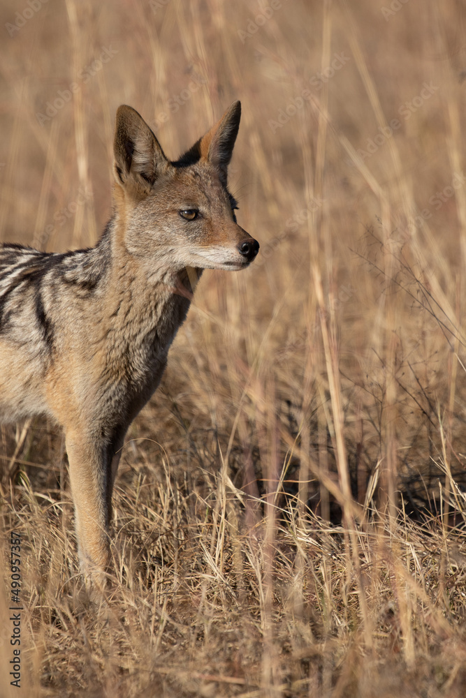 Black Backed Jackal, Kruger National Park Black Backed Jackal, Kruger National Park