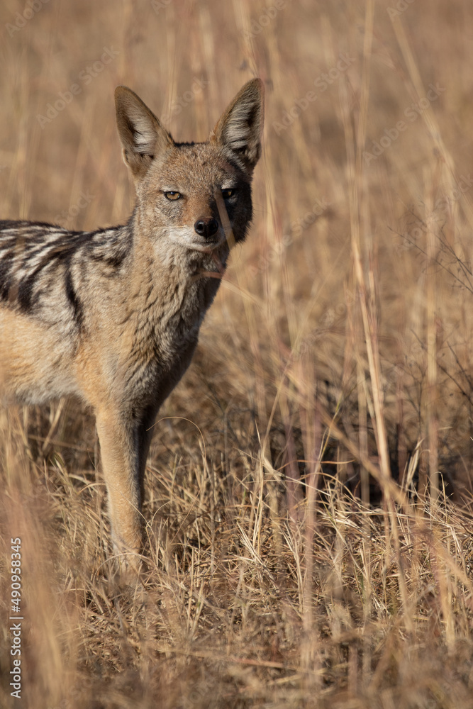 Black Backed Jackal, Kruger National Park Black Backed Jackal, Kruger National Park
