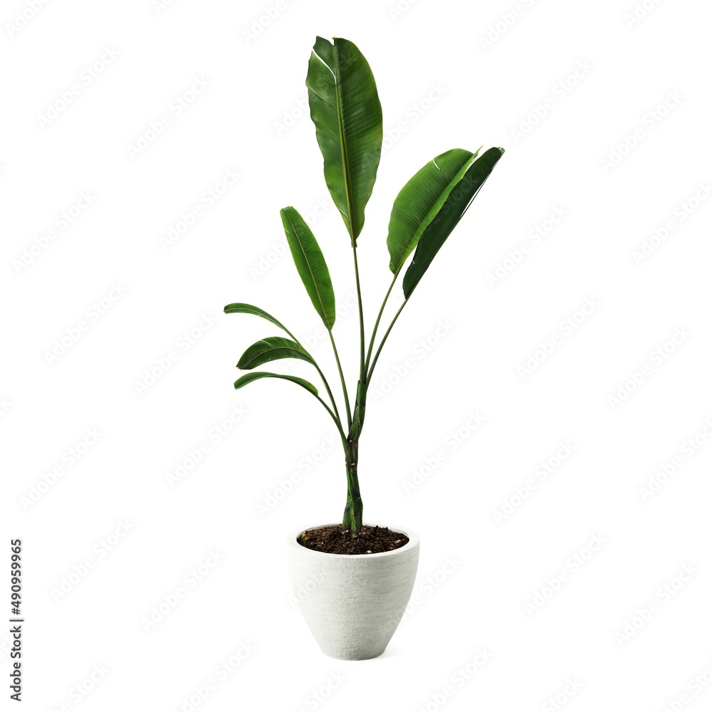 Decorative banana plant in concrete vase isolated on white background