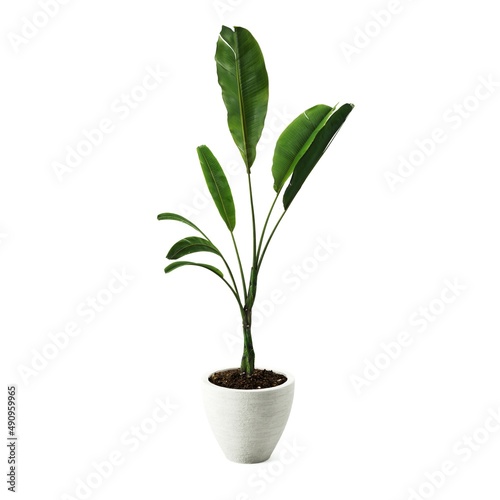 Decorative banana plant in concrete vase isolated on white background