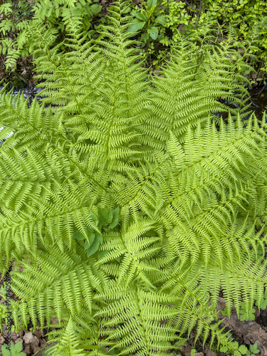 Top view of a huge fern leaf of bright green color in the forest