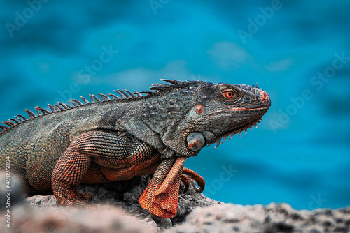 iguana on a rock