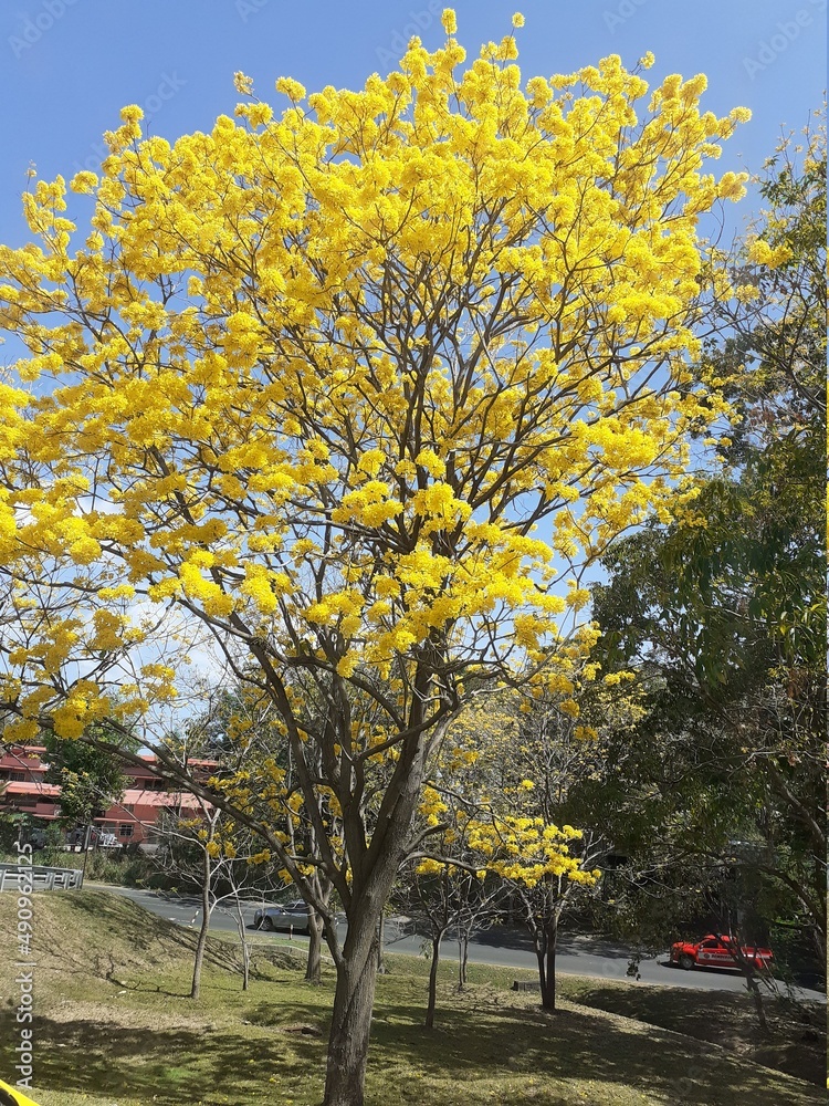 Fototapeta premium guayacan