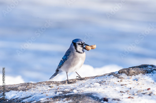 Working for peanuts - Blue jay (Cyanocitta cristata)  © Robert McAlpine