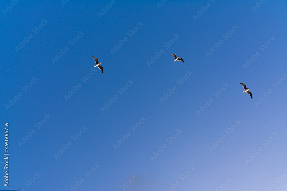 seagull flying high on the wind. flying gull. Seagull flying on beautiful clear blue sky seagull flying high on the wind. flying gull. Seagull flying on beautiful clear blue sky