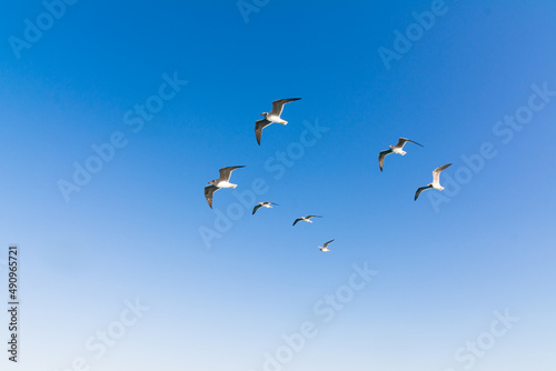 seagull flying high on the wind. flying gull. Seagull flying on beautiful clear blue sky