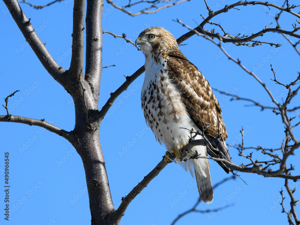 Red-Tailed Hawk Sitting on Tree Branch in Winter on Blue Sky Red-Tailed Hawk Sitting on Tree Branch in Winter on Blue Sky