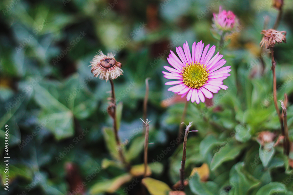 Obraz premium Pink Flowers