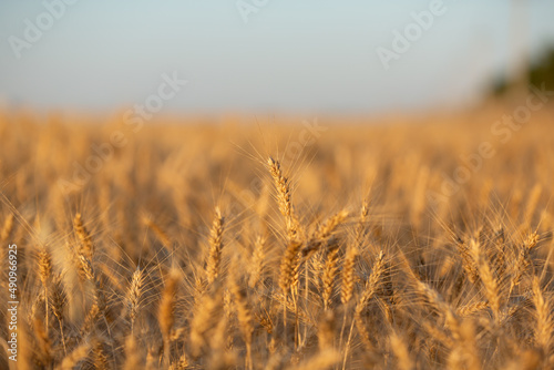 Rural landscape. Ripening ears of yellow wheat field. Ukraine 