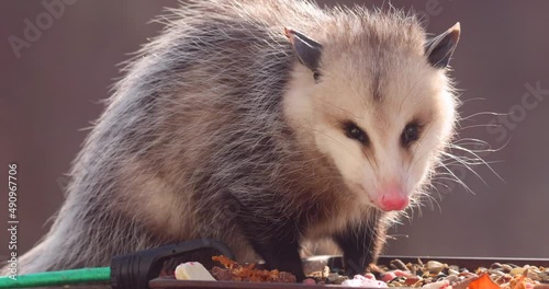 Opossum finds some food in Winter and happily feasts.
