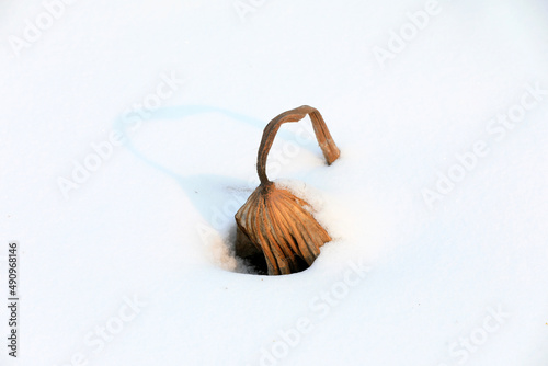 Fototapeta Naklejka Na Ścianę i Meble -  Withered pole in snow, North China