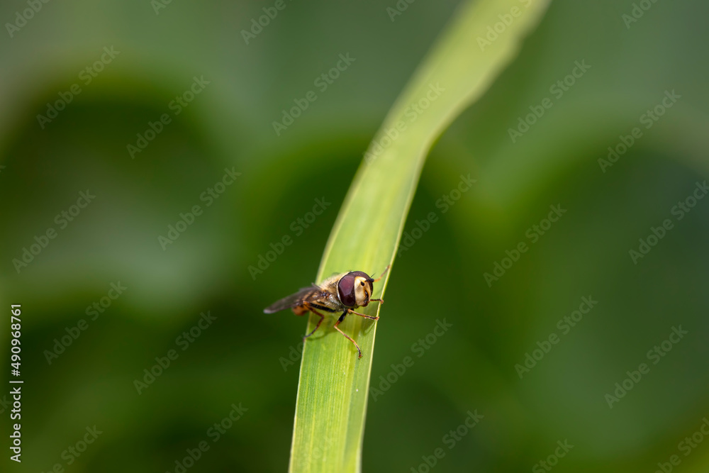 Syrphidae live on plants in North China Syrphidae live on plants in North China
