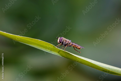 Syrphidae live on plants in North China © zhang yongxin