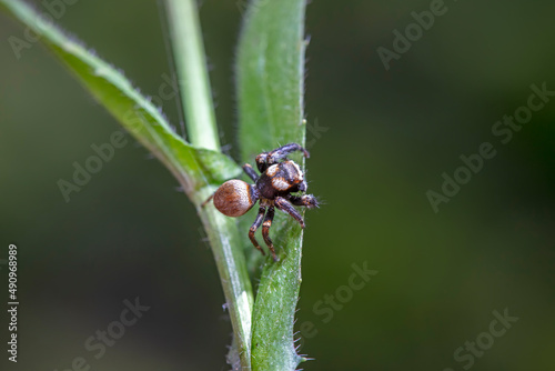 Jumping spider in the wild, North China