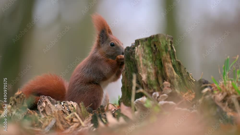 Cute squirrel feeding on the ground in autumn park. Cute squirrel feeding on the ground in autumn park.