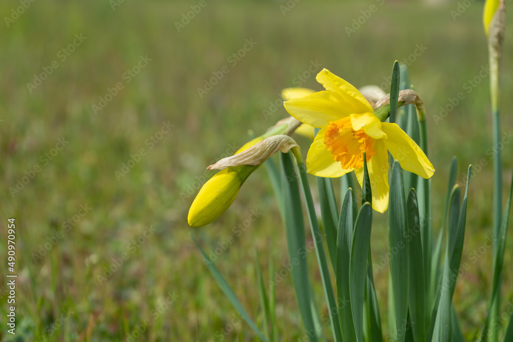 Yellow and Orange daffodils (Narcissus) growing on a green lawn, Space for copy. Yellow and Orange daffodils (Narcissus) growing on a green lawn, Space for copy.