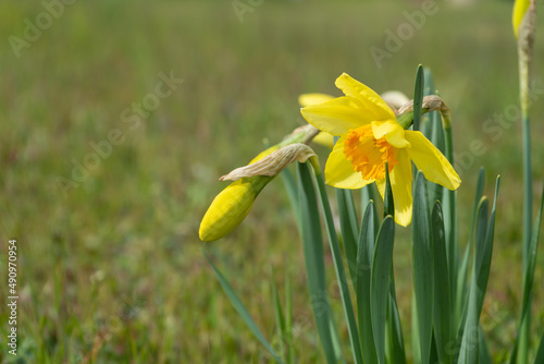 Yellow and Orange daffodils (Narcissus) growing on a green lawn, Space for copy.