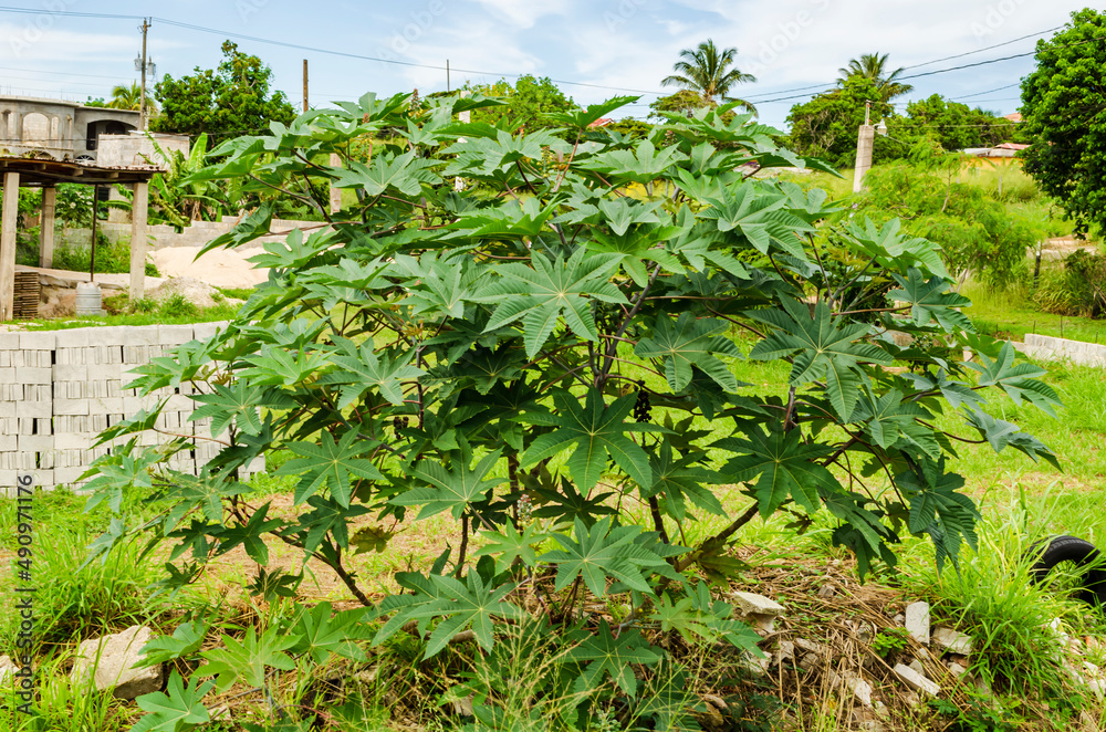 Oilnut Tree Oilnut Tree