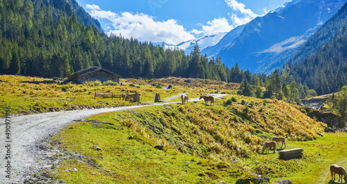 Grazing horses in the Austrian Alps in the Habach Valley. Salzburg Land. photo