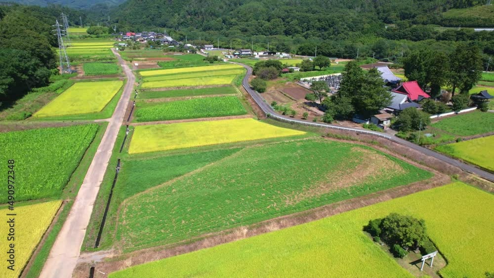 収穫前のカラフルな田んぼ ドローン空撮 収穫前のカラフルな田んぼ ドローン空撮