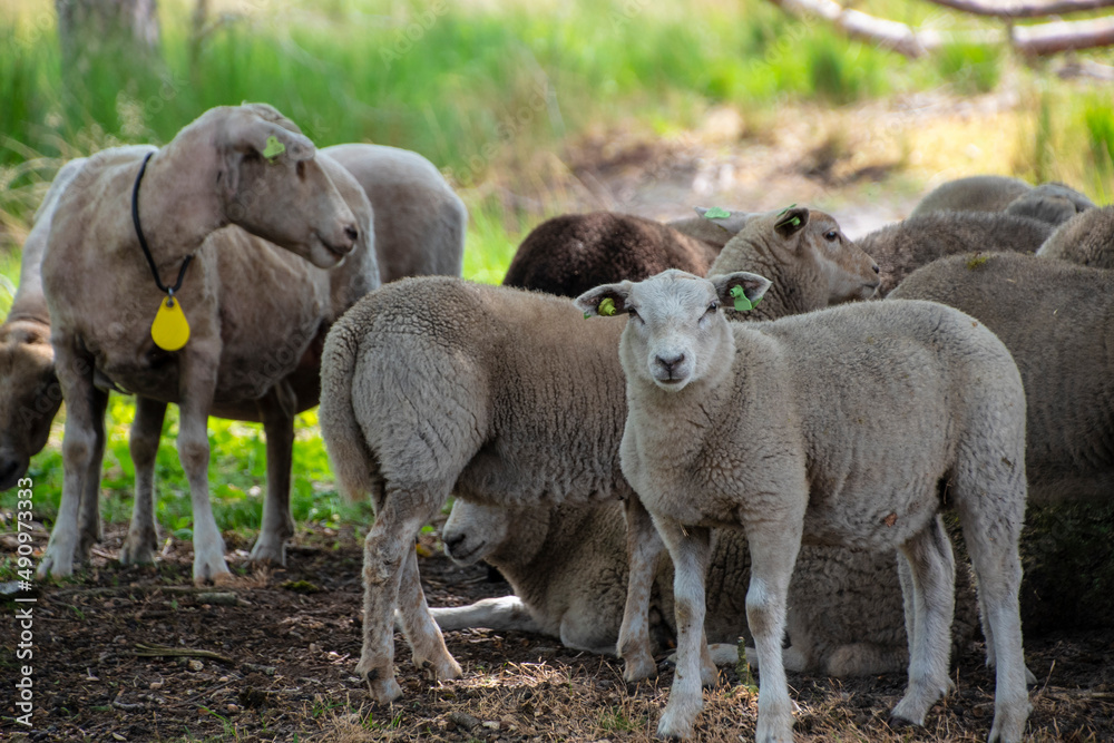 Sustainable livestock concept. Sheep on a green field. Domestic furry and fluffy animal. Eco farmland, countryside, grassland, farm, nature, grass, pasture Sustainable livestock concept. Sheep on a green field. Domestic furry and fluffy animal. Eco farmland, countryside, grassland, farm, nature, grass, pasture