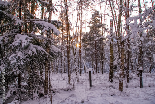 Photography winter path in sunlit forest in Stockholm, Sweden