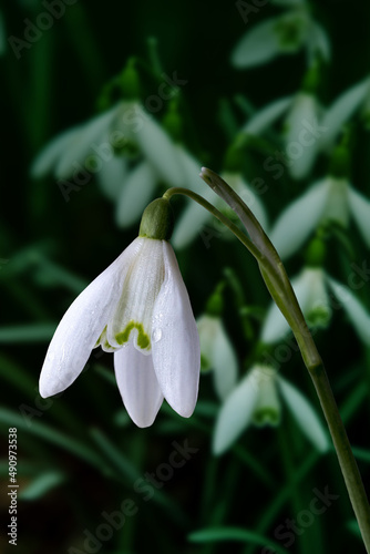 Snowdrop spring flowers. Galanthis in early spring gardens. Delicate Snowdrop flower is one of the spring symbols