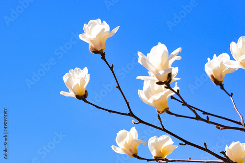 Magnolias against the blue sky bloom in spring