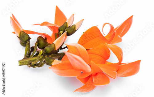 Butea monosperma Ktze or palash flower of southeast asia on white background. Plaso monosperma, Butea frondosa, Erythrina monosperma. Papilionaceae. photo