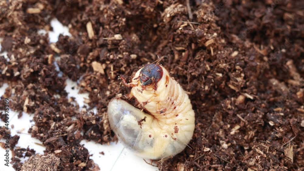 土の上に出されたカブトムシの幼虫