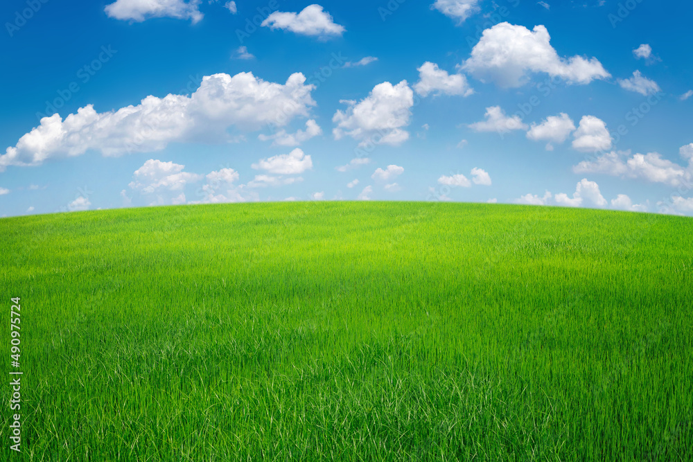green grass field with blue sky ad white cloud. nature landscape background green grass field with blue sky ad white cloud. nature landscape background