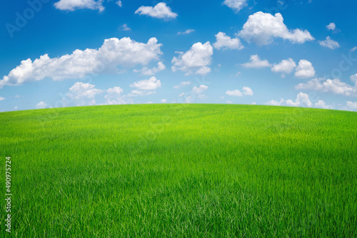 Fototapeta Naklejka Na Ścianę i Meble -  green grass field with blue sky ad white cloud. nature landscape background