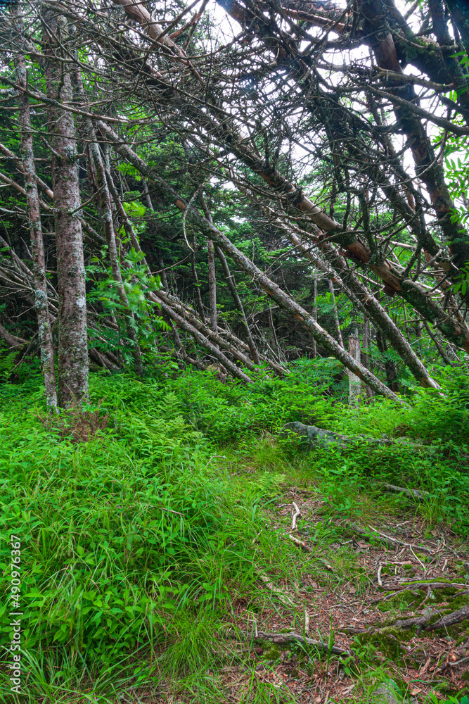 Dead Trees in a Changing Environment near Clingmans Dome Dead Trees in a Changing Environment near Clingmans Dome