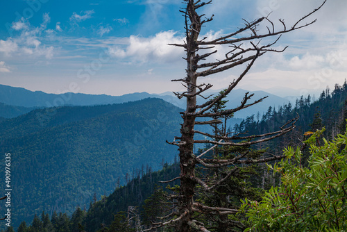 Fototapeta Dead Trees in a Changing Environment near Clingmans Dome