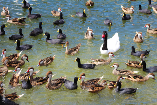 swans and ducks lagoon