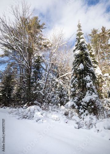 Snow blankets the trees in Algonquin Provincial park on a bright winter day