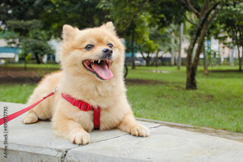 funny dog in park surrounded by nature