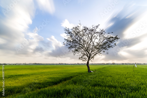 Beautiful sunrise with an alone tree over the paddy field at Selising  Pasir Puteh  Kelantan  Malaysia. Noise is visible in large view due to low light condition.